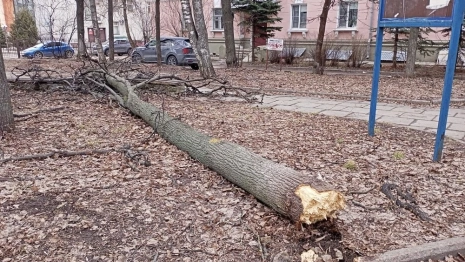 Шторм повалил дерево в центре Владимира