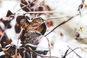 Владимирцам пообещали дождливые выходные со снегом