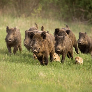 Из-за чумы свиней во Владимирской области планируют отстрелить 359 кабанов