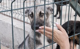 Во Владимире ищут деньги для строительства приюта для животных