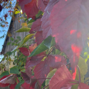 Прогноз погоды во Владимире и области на 21 октября