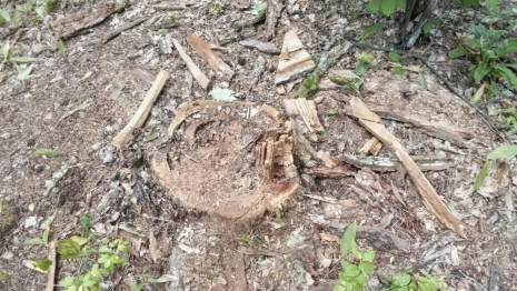 Вырубка дубов в Гороховецком районе привела к уголовному делу
