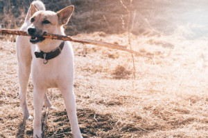 Владимирцы высказались за ужесточение правил выгула собак