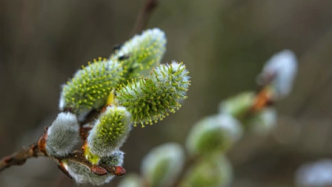 Жителям Владимирской области пообещали мартовские температуры на рабочей неделе