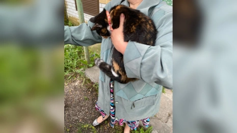 В Коврове спасатели сняли застрявшую над окном 2-го этажа кошку