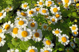 Прогноз погоды во Владимире и области на 1 июня