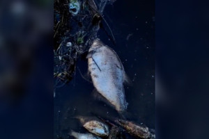 На Клязьме во Владимирской области массово погибла рыба