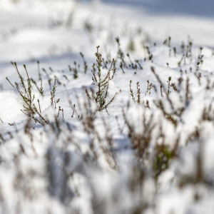 Во Владимирской области наступила астрономическая весна