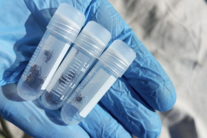 С жителей Владимирской области сняли 11 зараженных вирусами клещей