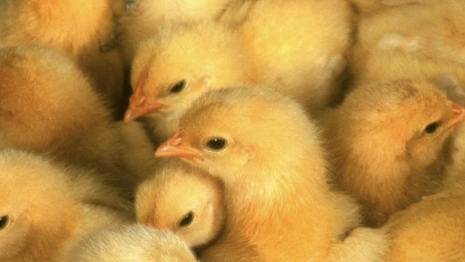 Владимирец получил условный срок за кражу комбикорма с птицефермы