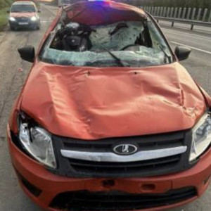 На дорогах Владимирской области сбили двух лосей