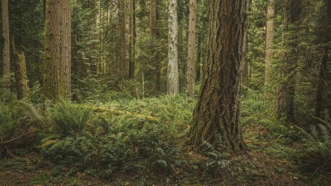 Во Вязниках нашли труп пропавшей в июле 49-летней женщины