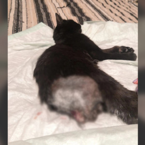 Под Владимиром живодеры смертельно изуродовали домашнего кота