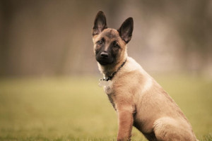 Жительница Кольчугино пыталась отсудить 300 тыс. рублей за покупку «больного» щенка