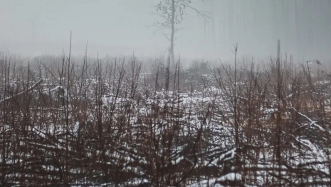 Прогноз погоды во Владимирской области на 26 ноября