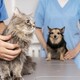 В Юрьев-Польском станция по борьбе с болезнями животных попала под суд