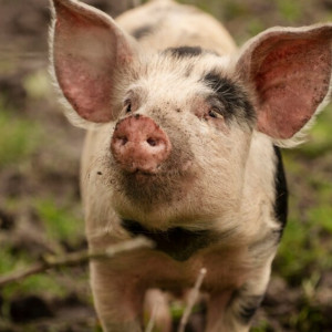 В охотхозяйстве в Гусь-Хрустальном районе отменили карантин по чуме свиней