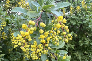 Высокая пожарная опасность сохранится во Владимирской области до 30 мая