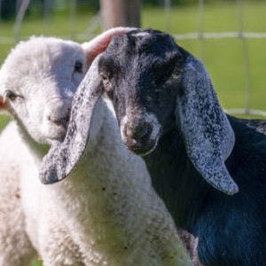 В Петушинском районе нашли второй очаг оспы овец