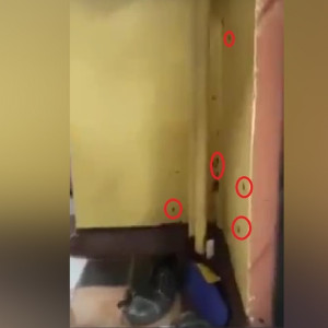 В школе Владимира сняли на видео нашествие тараканов