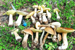 Жители Владимирской области показали собранные в лесах килограммы грибов