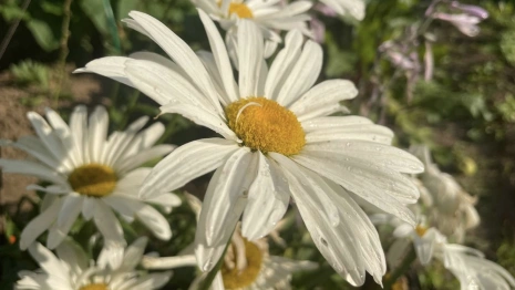 Прогноз погоды во Владимирской области на 11 июня 2025 года