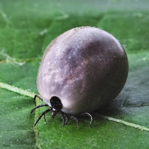 Во Владимирской области активизировались клещи. Как защититься и что делать при укусе?