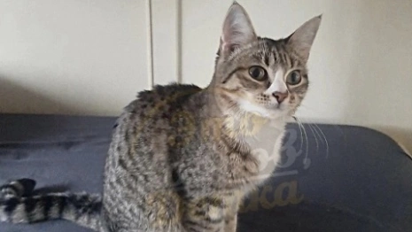 Житель Владимирской области бросил кошку в поезде