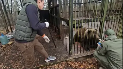 Пойманный во Владимирской области медвежонок переехал в зооцентр в Волгограде