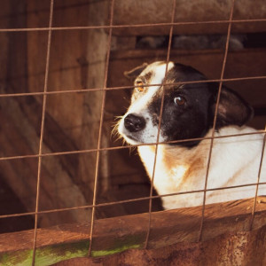 Владимирские власти посчитали отсутствие приюта для животных не самой важной проблемой