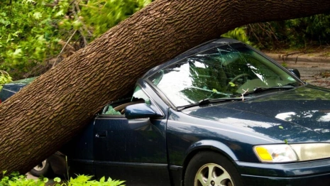 Владимирец отсудил у мэрии деньги за упавшее на машину дерево