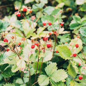 Кириллов день: что можно и нельзя делать 22 июня
