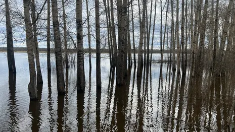 Авдеев: пик паводка во Владимирской области пройден