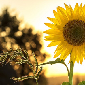 МЧС распространило предупреждение о сильнейшей жаре во Владимирской области