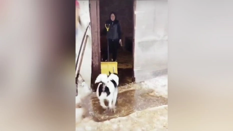 Во Владимире затопило приют для животных «Валента»