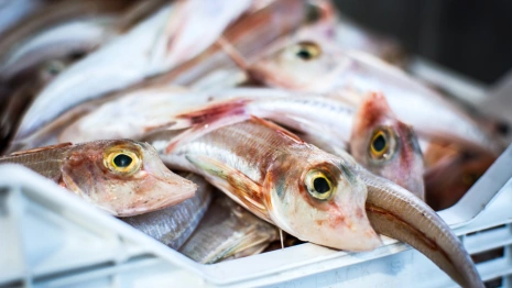 Во Владимирской области кладбище засыпали тухлой рыбой