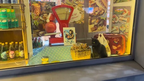 На витрине владимирского магазина поселилась живая кошка