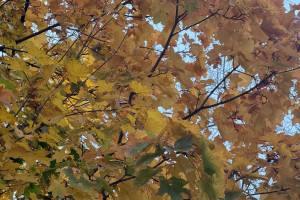 Начало сентября во Владимирской области окажется теплым