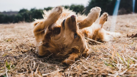 Губернатор Владимирской области вмешался в историю с выселением приюта «Валента»