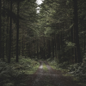 Владимирцев позвали на поиски 84-летней бабушки в синем платке