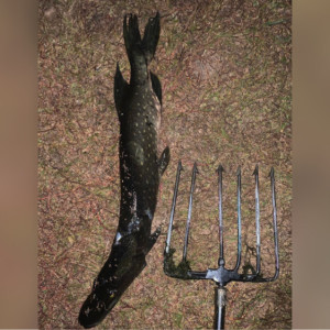 Владимирские полицейские отобрали у нижегородца щуку