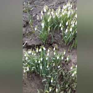 В микрорайоне Владимира расцвели подснежники