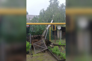 В Петушках чиновники «забили» на упавшую на газовую трубу березу