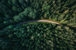 Во Владимирской области «черный лесоруб» остался без денег и сосен