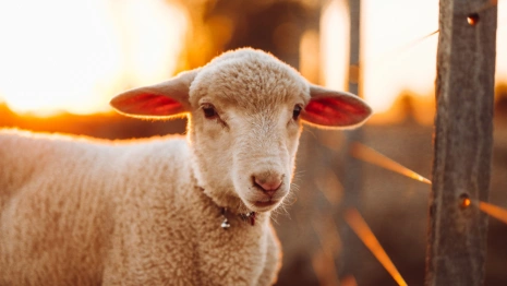 В Собинском районе ликвидировали очаг оспы овец