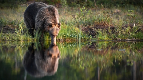 Во Владимирской области обнаружили следы бурого медведя
