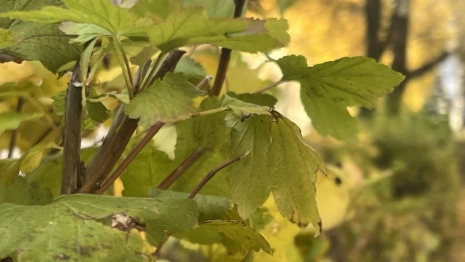 Прогноз погоды во Владимирской области на 11 ноября