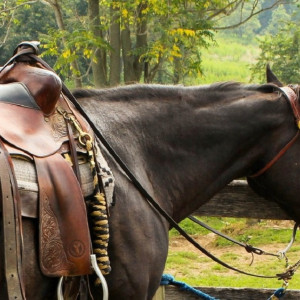 В Муроме после падения девочки с лошади на Центр иппотерапии завели уголовное дело 