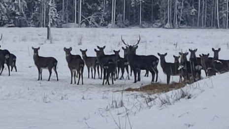 Во Владимирской области пересчитали пятнистых оленей