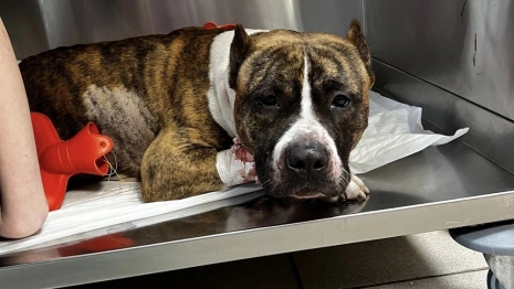 Во Владимире сбили брошенную хозяином собаку